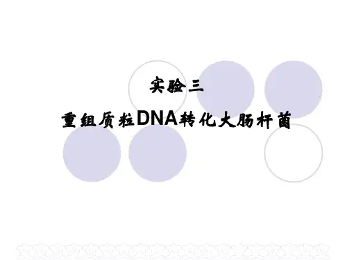 实验三 重组质粒DNA转化大肠杆菌