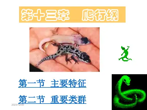 第十三章爬行纲ppt课件