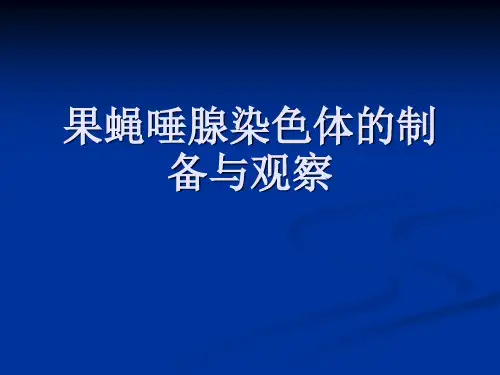 果蝇唾腺染色体的制备与观察