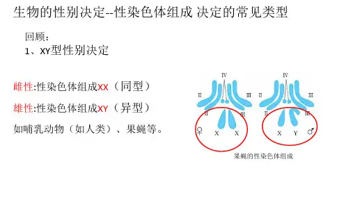 伴性遗传ZW型ppt课件