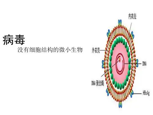 人教版初中生物八上 5.5  病毒 课件  (共23张PPT)