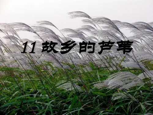 《故乡的芦苇》PPT课件2 (共25张PPT)