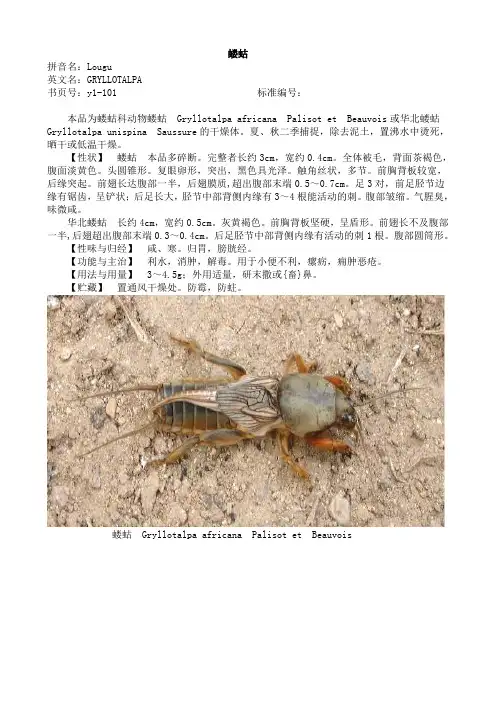 蝼蛄