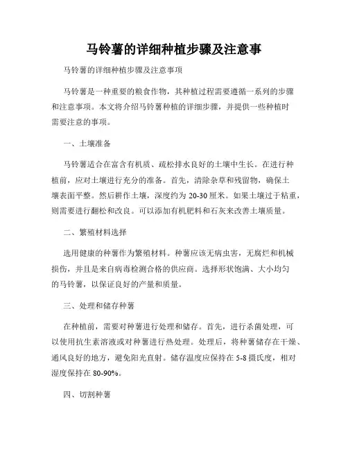 马铃薯的详细种植步骤及注意事