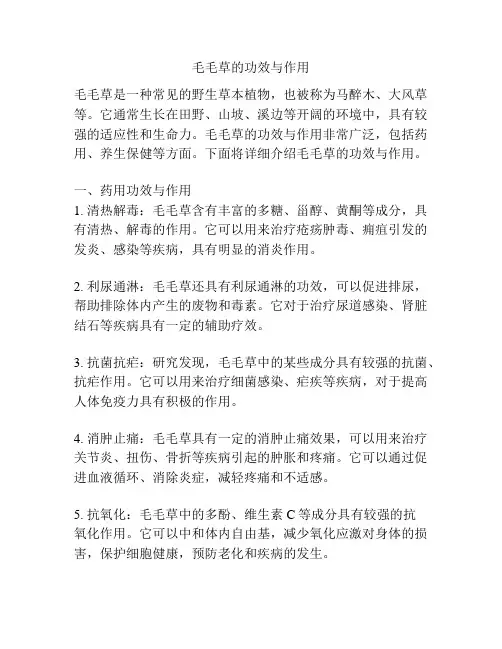 毛毛草的功效与作用