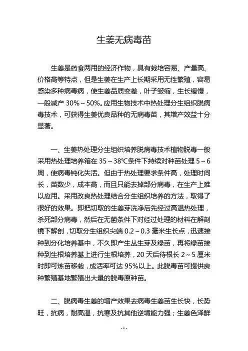 生姜无病毒苗