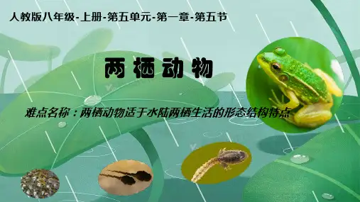 初中八年级上册生物《两栖动物》课件