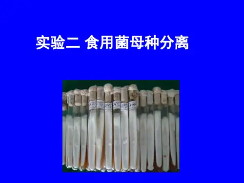 食用菌母种分离