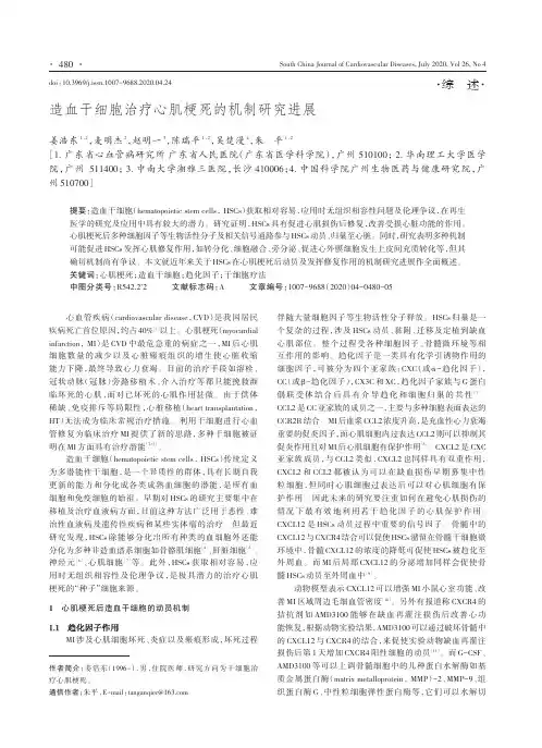 造血干细胞治疗心肌梗死的机制研究进展