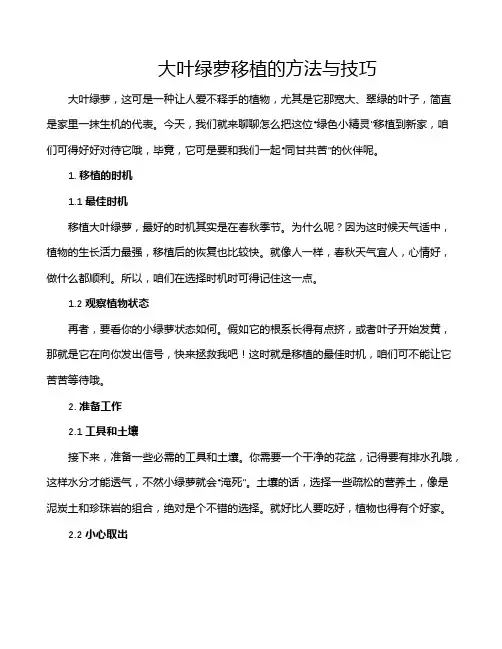 大叶绿萝移植的方法与技巧