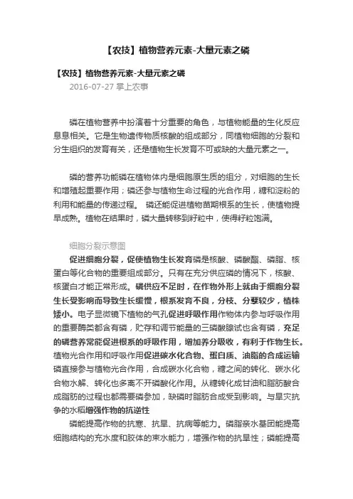 【农技】植物营养元素-大量元素之磷