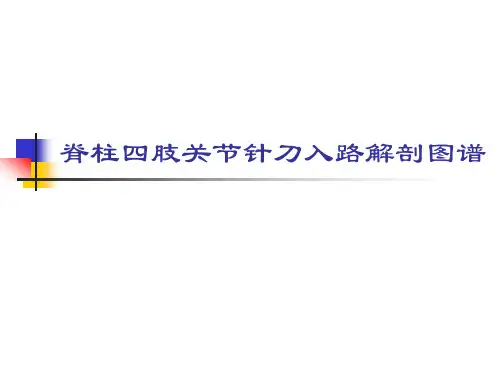 脊柱四肢关节针刀入路解剖图谱(三) PPT