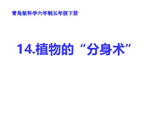 五年级下册科学课件 - 14 植物的“分身术”  ︳青岛版(共32张PPT).pptx