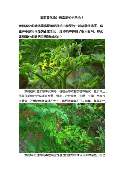 番茄黄化曲叶病毒病如何防治？