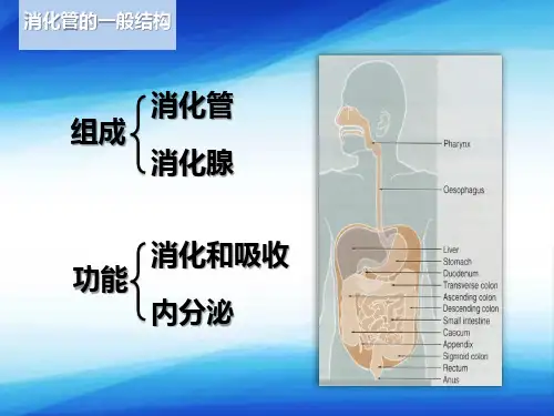 消化系统—消化管的一般结构(组织学与胚胎学课件)