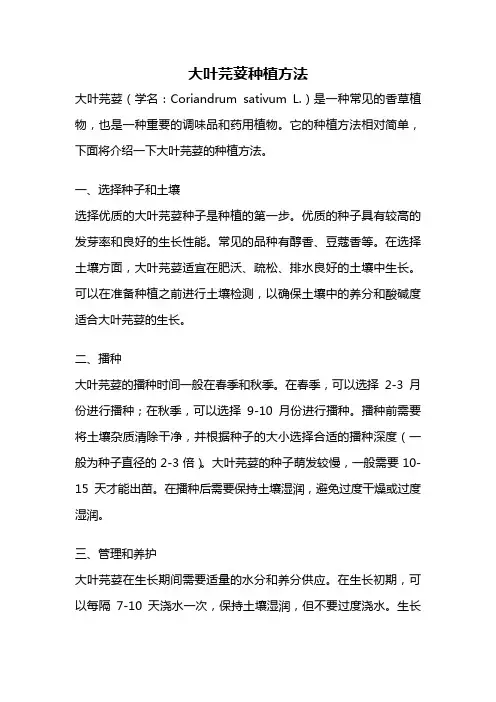 大叶芫荽种植方法