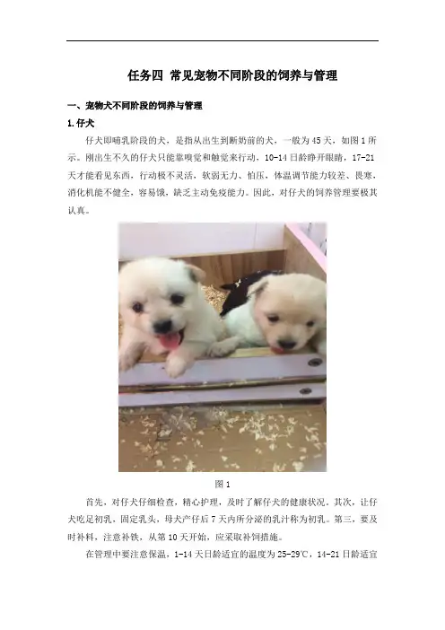 任务四 常见宠物不同阶段的饲养与管理