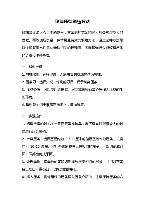 玫瑰压条繁殖方法