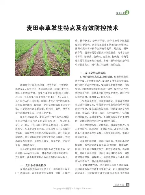 麦田杂草发生特点及有效防控技术