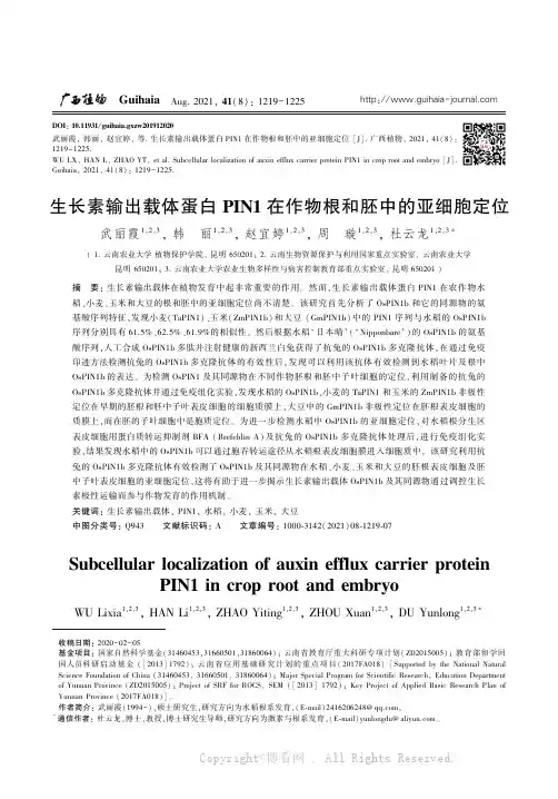 生长素输出载体蛋白ＰＩＮ１ 在作物根和胚中的亚细胞定位