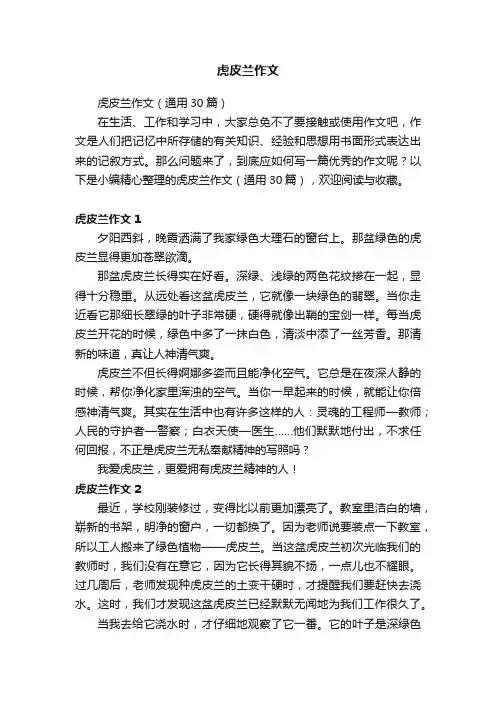 虎皮兰作文