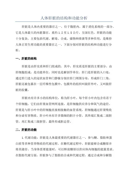 人体肝脏的结构和功能分析