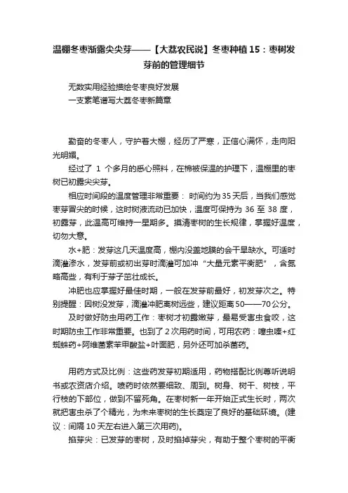温棚冬枣渐露尖尖芽——【大荔农民说】冬枣种植15：枣树发芽前的管理细节
