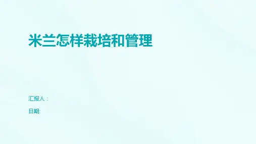 米兰怎样栽培和管理