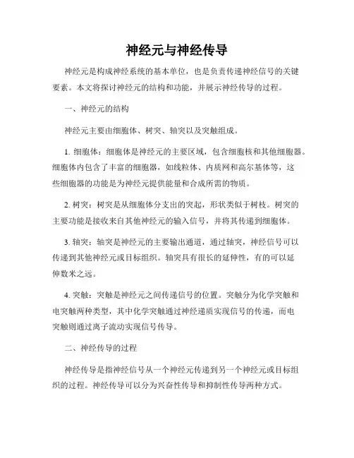 神经元与神经传导