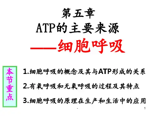 5.3《ATP的主要来源——细胞呼吸》PPT课件