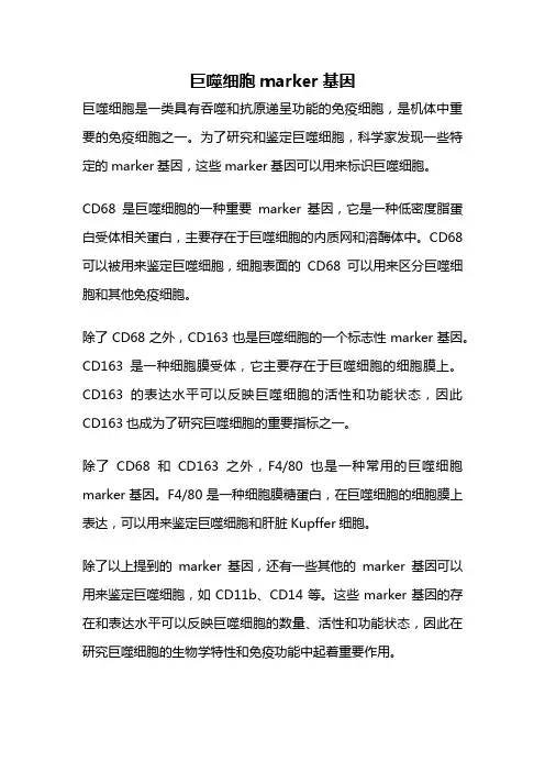 巨噬细胞marker基因