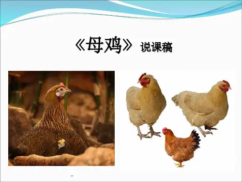 母鸡说课稿 ppt课件