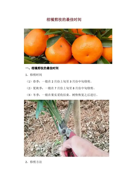 柑橘剪枝的最佳时间
