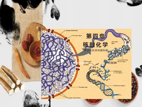 生物化学合工大第四章核酸化学
