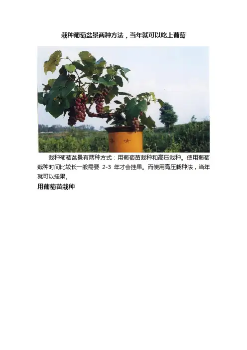 栽种葡萄盆景两种方法，当年就可以吃上葡萄