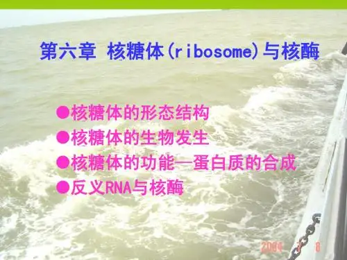 第六章  核糖体与核酶