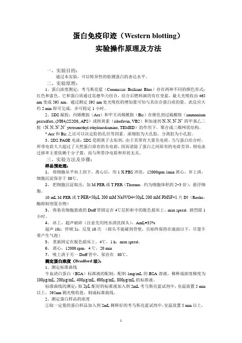 Western实验操作原理及方法 jst