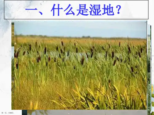 人教版高中地理选修6环境保护第四章第三节湿地干涸及其恢复课件共45张PPT