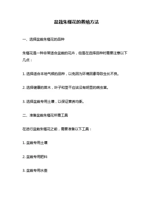 盆栽朱槿花的养殖方法