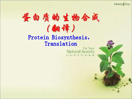 生物化学：蛋白质的生物合成(翻译)