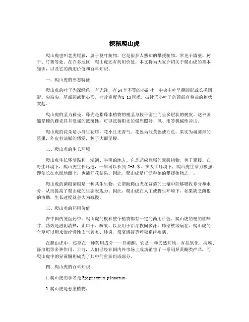 探秘爬山虎