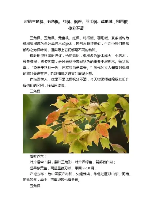 经验三角枫、五角枫、红枫、枫香、羽毛枫、鸡爪槭，别再傻傻分不清
