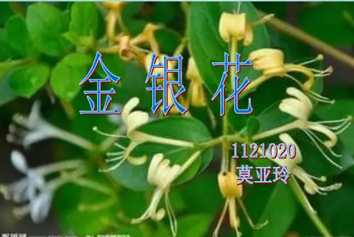 金银花总结.优秀精选PPT