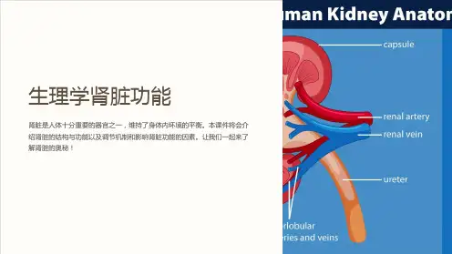 《生理学肾脏功能》课件