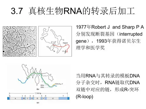 RNA的转录后加工分子生物学