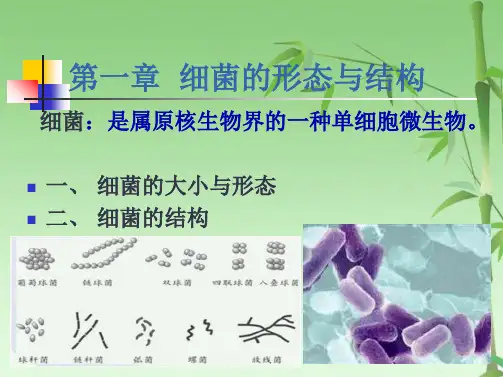 第一篇  细菌学20151024(共112张PPT)