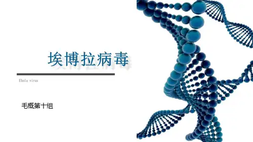 埃博拉病毒PPT