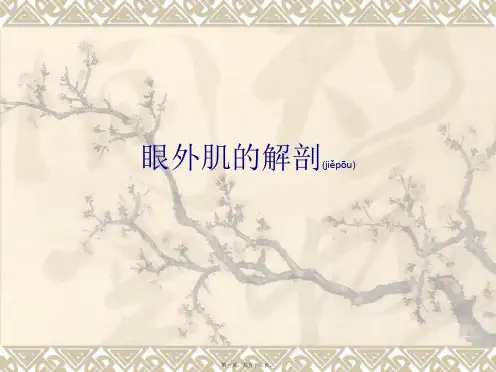 眼外肌的解剖