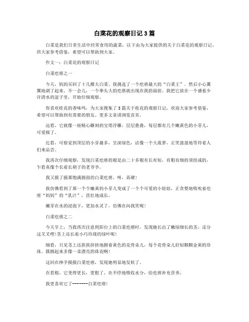 白菜花的观察日记3篇