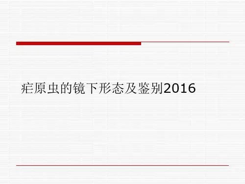 疟原虫的镜下形态及鉴别2016